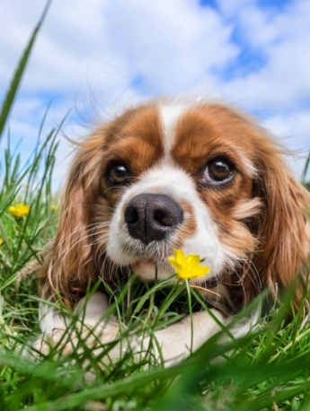 King Charles Spaniel Pictures