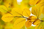 传统节气立秋电脑壁纸图片