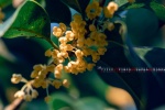 November 2021 eye-protecting osmanthus calendar wallpaper