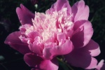 Beautiful peony flower pictures desktop wallpaper