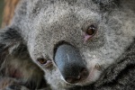 Cute koala pictures
