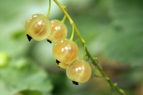 高清穗醋栗图片桌面壁纸