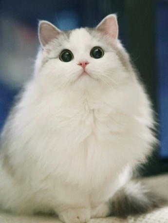 Ragdoll cat pictures