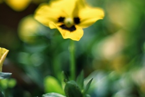 角堇图片高清桌面壁纸