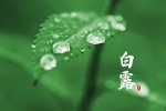 White dew fresh eye protection scenery desktop wallpaper