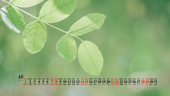 2021年8月綠色護眼桌麵日曆壁紙