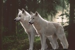 Pictures of healthy Arctic wolves