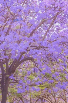 Jacaranda beautiful street scene wallpaper