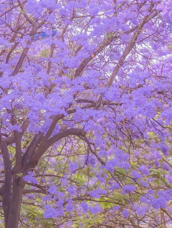 藍花楹唯美街景手辦壁紙