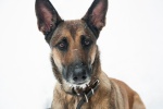 Belgian Malinois Dog Pictures