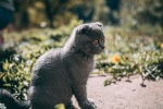 Folded cat pictures desktop wallpaper