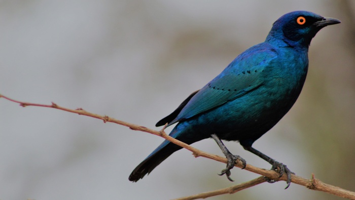 blue-eared starling pictures desktop wallpaper