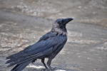 Picture of crow with jet black feathers