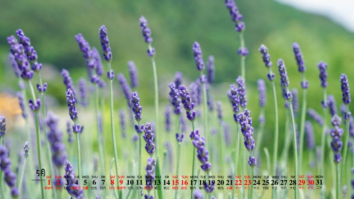 May 2021 lavender desktop calendar wallpaper