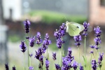 Beautiful butterfly pictures desktop wallpaper