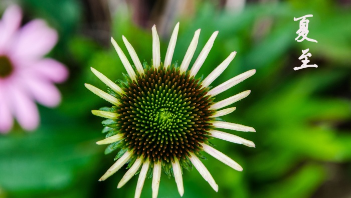 Summer solstice in June HD desktop wallpaper pictures