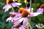 HD echinacea pictures desktop wallpaper