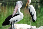 Big mouth white pelican picture