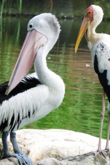 大嘴巴白鵜鶘圖片