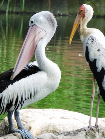 Big mouth white pelican picture