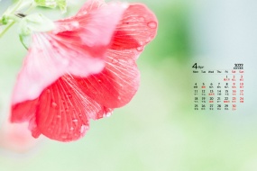 April 2022 pure green natural scenery desktop calendar wallpaper