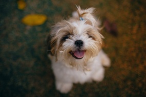 Cute puppy pictures desktop wallpaper