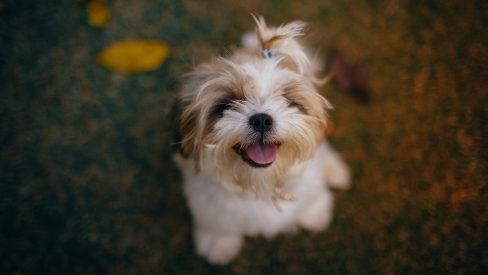 Cute puppy pictures desktop wallpaper