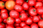 Sweet and sour tomatoes pictures desktop wallpaper