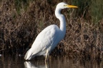Great egret with snow-white feathers picture wallpaper