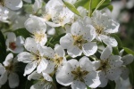 Fresh and elegant pear blossom pictures desktop wallpaper