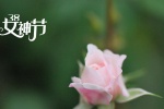 38女神节之玫瑰花图片桌面壁纸