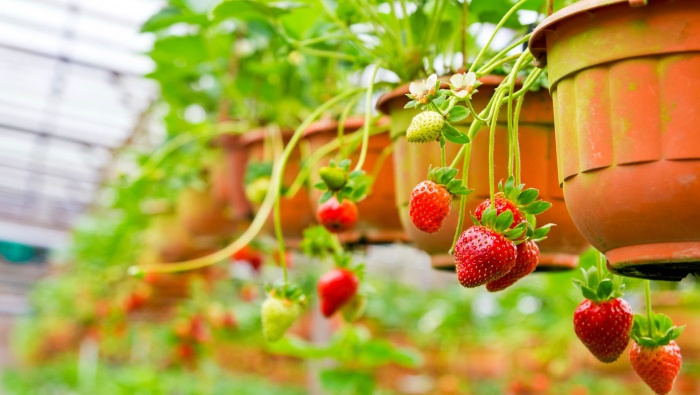 新鲜的草莓图片桌面壁纸