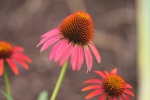 HD echinacea pictures desktop wallpaper