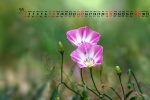 May 2022 field bindweed picture desktop calendar wallpaper