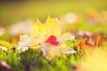 Autumn leaves pictures desktop wallpaper
