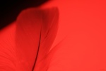 Feather picture wallpaper on red background
