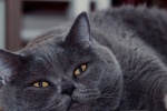 British shorthair cat HD wallpaper