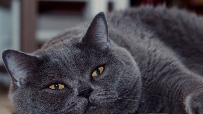 British shorthair cat HD wallpaper