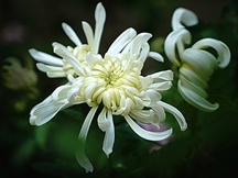 秋天的菊花（三）