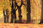 Autumn golden woods landscape wallpaper picture