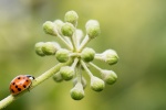 Bright ladybug pictures