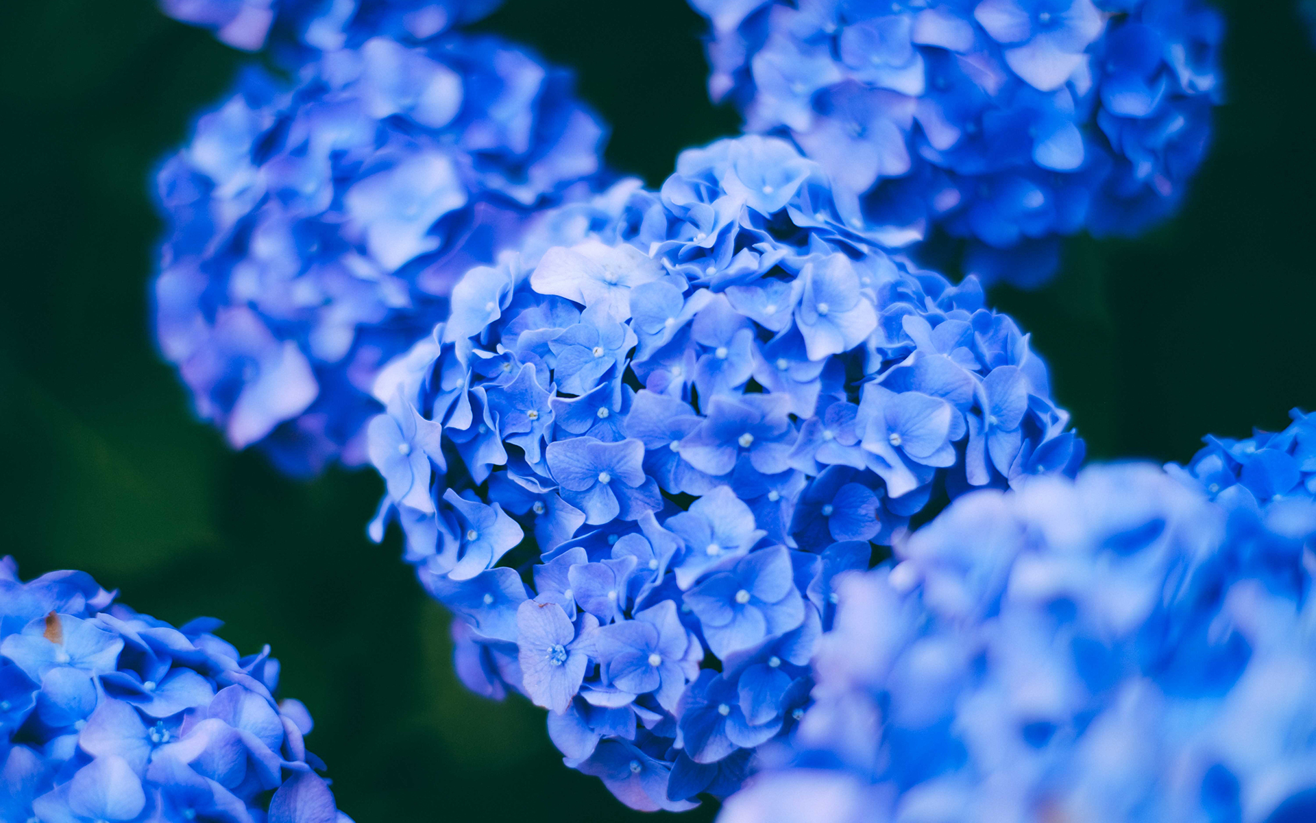 盛开的蓝色绣球花图片桌面壁纸