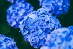 Blooming blue hydrangeas pictures desktop wallpaper