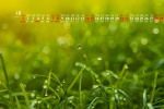 May 2022 dewdrops on the grass desktop calendar wallpaper