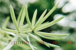 Eye-protecting green plants desktop calendar wallpaper for August 2021