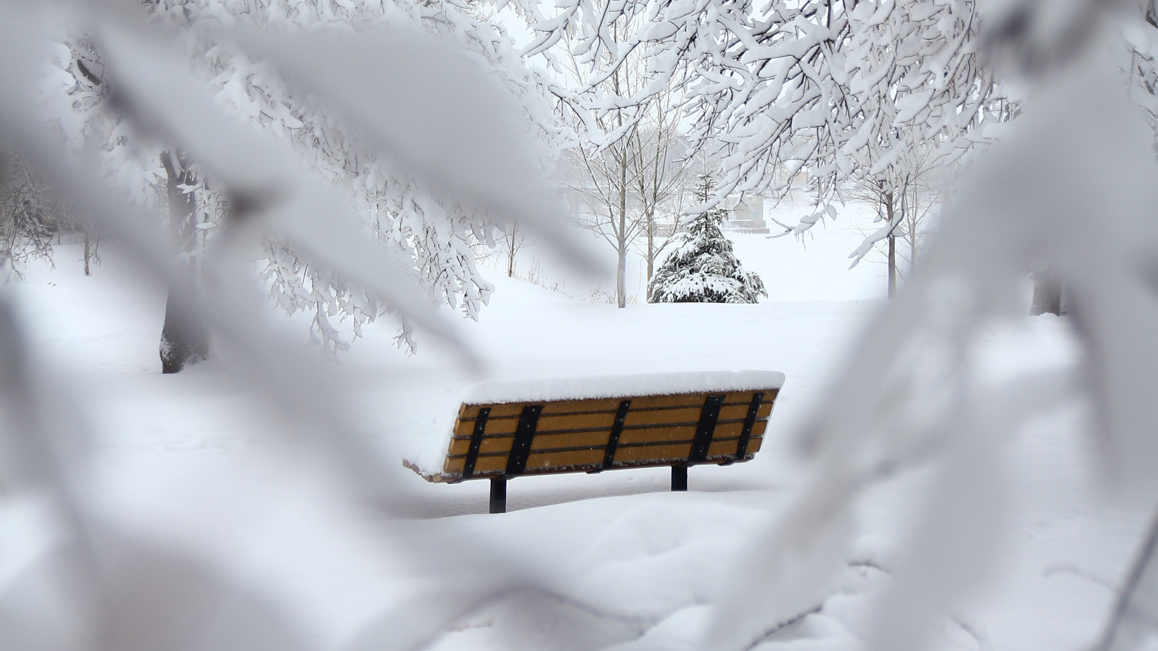 唯美冬季白雪树图片桌面壁纸