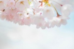 Pink romantic cherry blossom mobile wallpaper