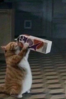 猫咪喝饮料表情包