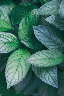 養眼綠色植物高清手機壁紙