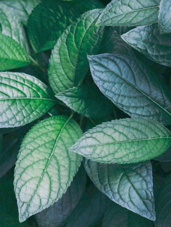 養眼綠色植物高清手機壁紙